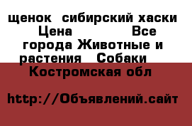 щенок  сибирский хаски › Цена ­ 12 000 - Все города Животные и растения » Собаки   . Костромская обл.